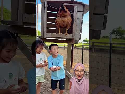 Papa Dapat KOTORAN AYAM‼️